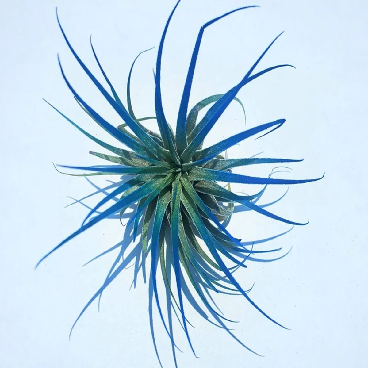 Tillandsia Iona Dark Blue Indigo Air Plant Live, 2-3 inch, Indoor