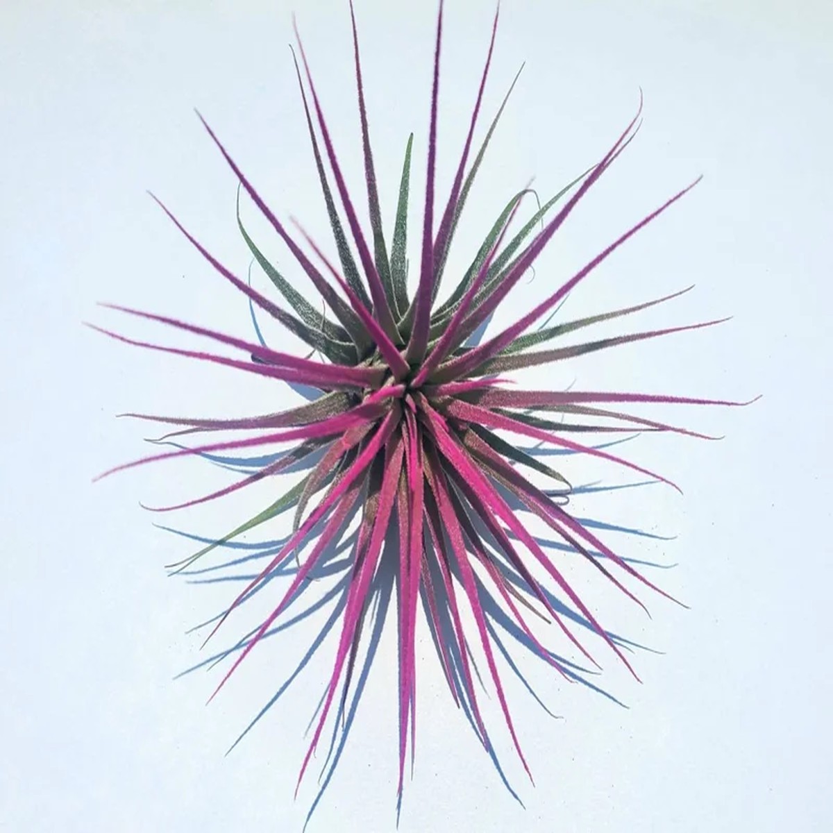 Tillandsia Iona Pink Air Plant Live Indoor Plant - 2-3 Inches