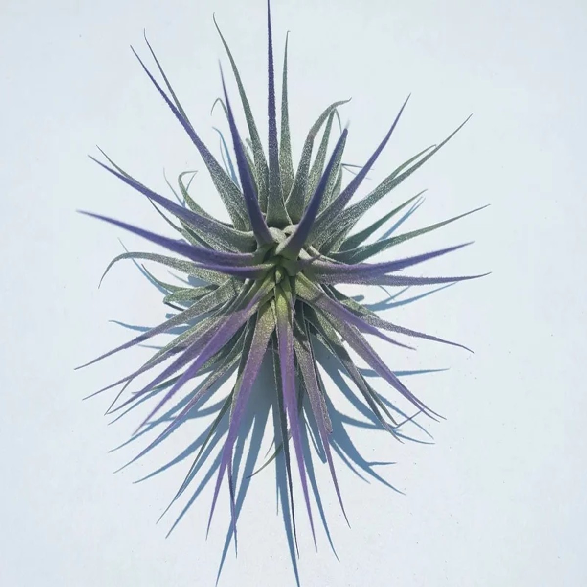 Tillandsia Iona Purple Air Plant - Live Indoor Plant - 2-3 Inches Tall