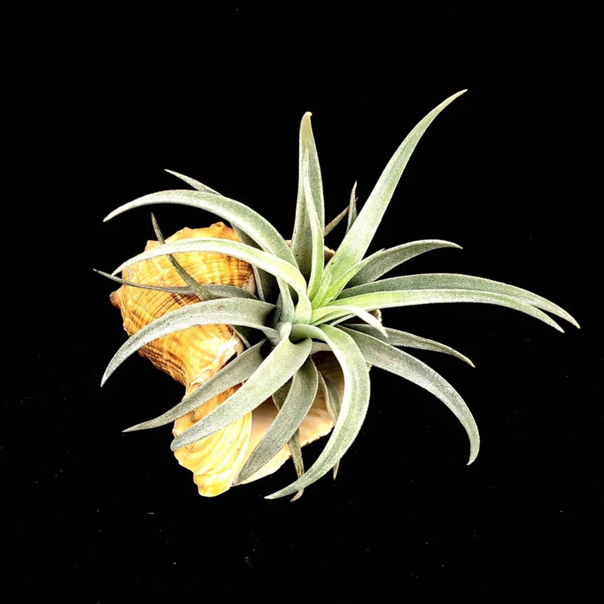 Air Plant in Rapana Sea Shell - Live Tillandsia, Low Maintenance Indoor Plant, 4-5 inch