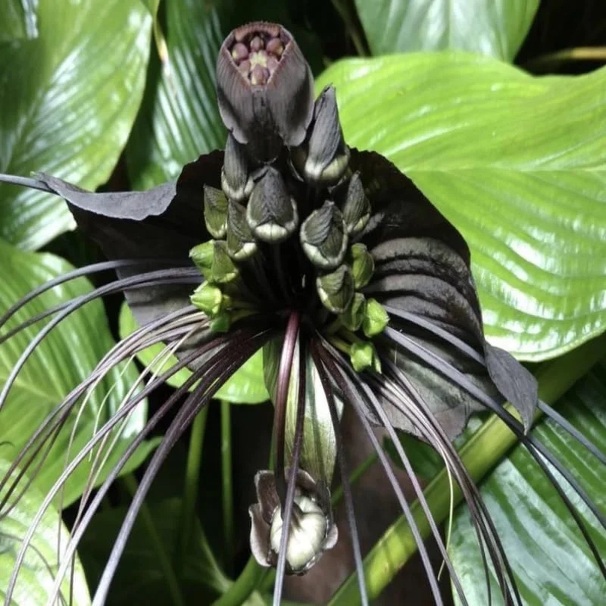 Black Bat Flower Live Plant - Tacca Chantrieri in 4 Inch Pot - Exotic Black Orchid Indoor/Outdoor