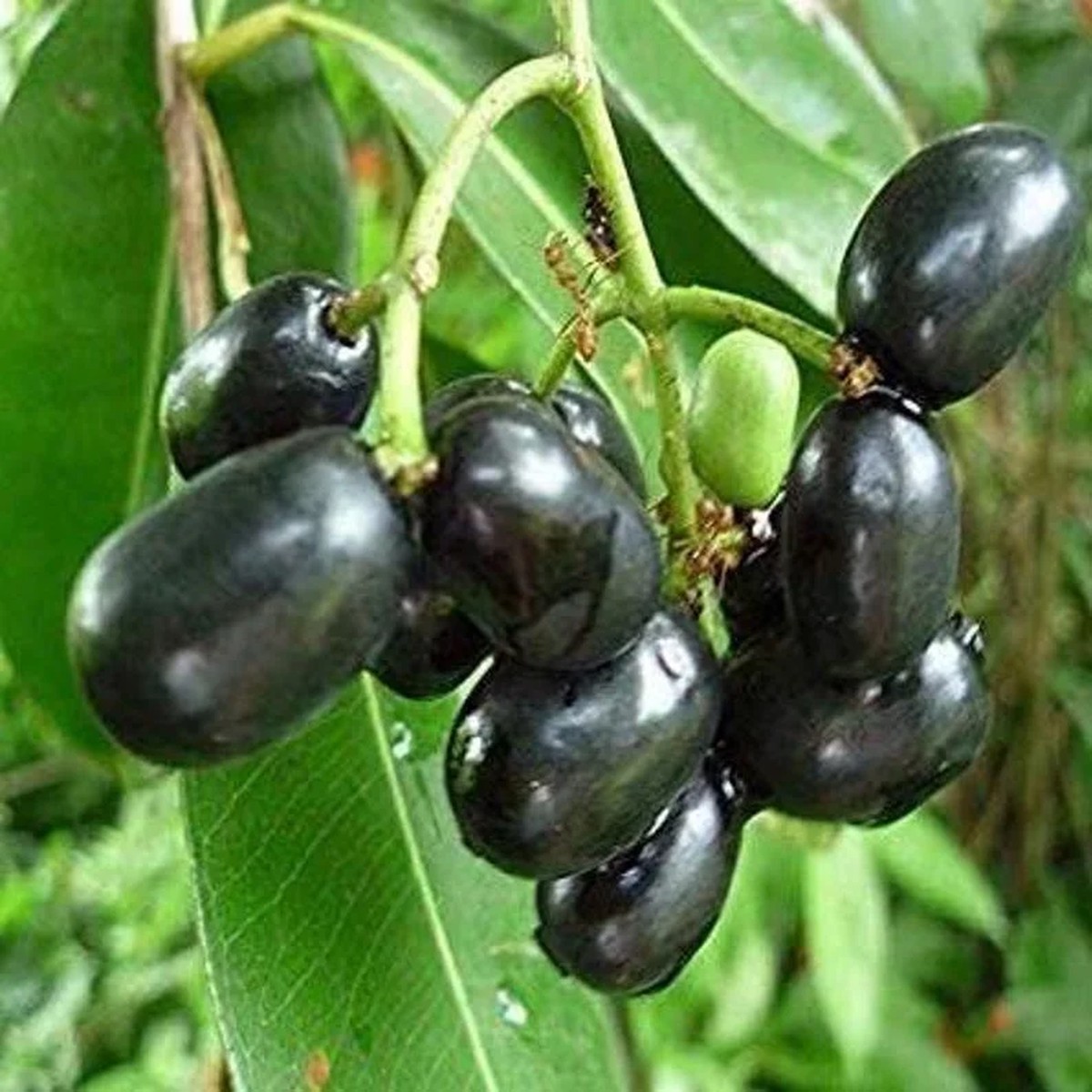 Black Jambu Plum Live Plant Half Gallon Pot Tropical Fruit Tree