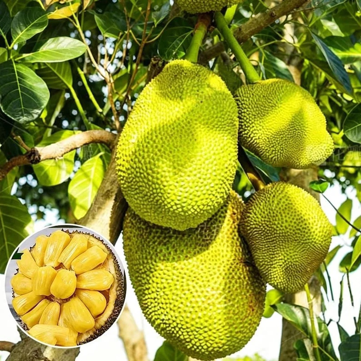 Golden Nugget Jackfruit Tree Live Plant 12-14in Tall in Half Gallon Pot