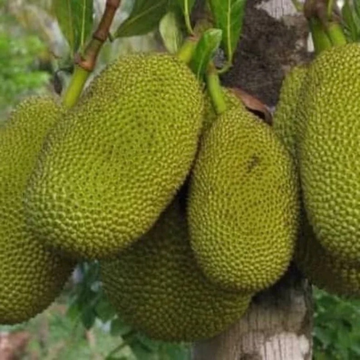 Jackfruit Live Plant 6-8 inch Tall, 4 inch Pot Tropical Fruit Tree