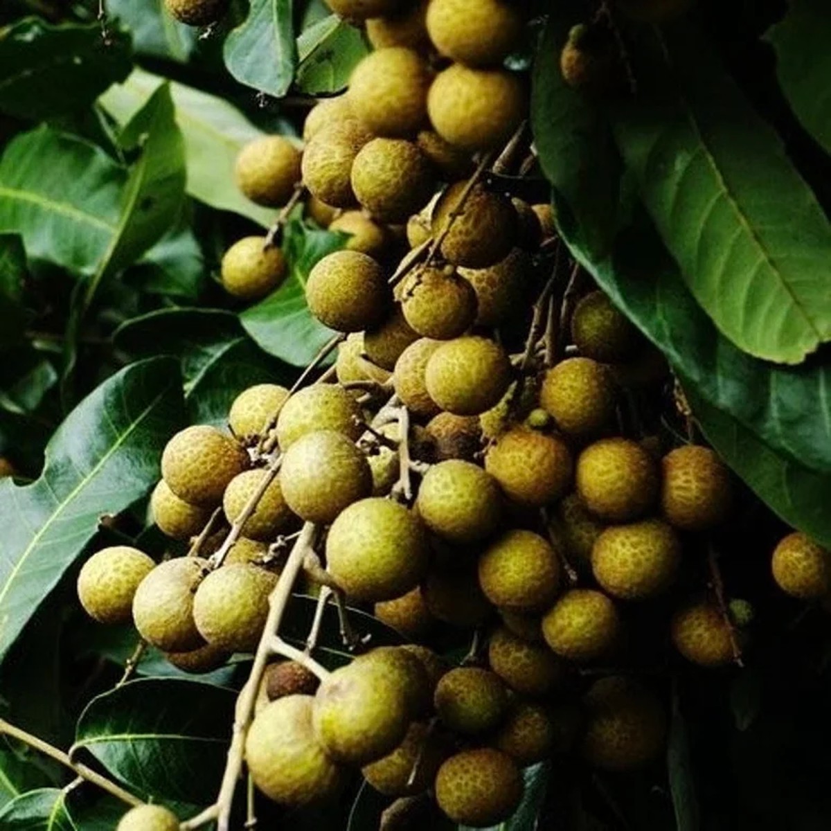 Longan Fruit Tree - Live Plant in Half Gallon Pot, 8-12 Inches Tall