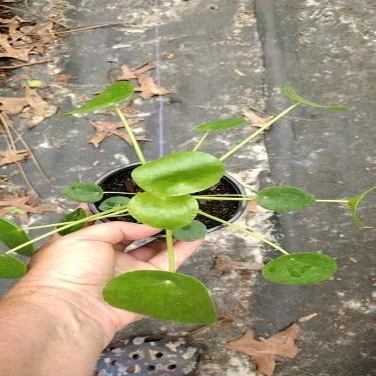Money Plant Live Pilea Peperomioides 2-Pack Indoor House Plant