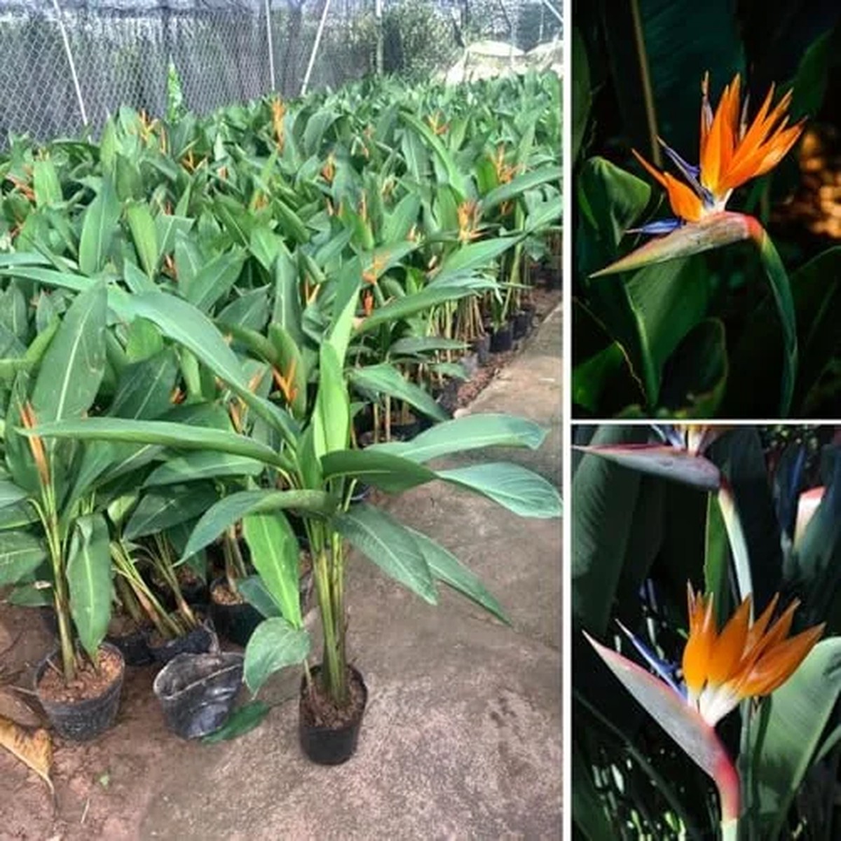 Orange Bird of Paradise Plant - Live Tropical Houseplant - 5-10 Inches - Exotic Blooms