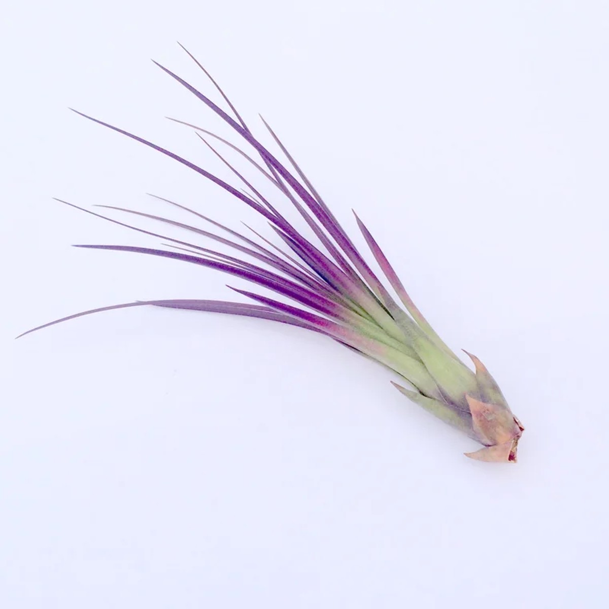 Purple Tricolor Air Plant Live - Tillandsia tricolor - 4-6 inch - Indoor