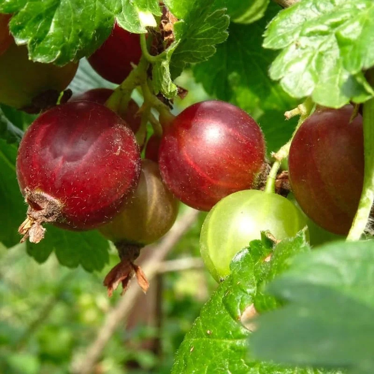 Red Josta Gooseberry Tree Plant Live - 6-12 Inch Gooseberry Bush for Planting Outdoors
