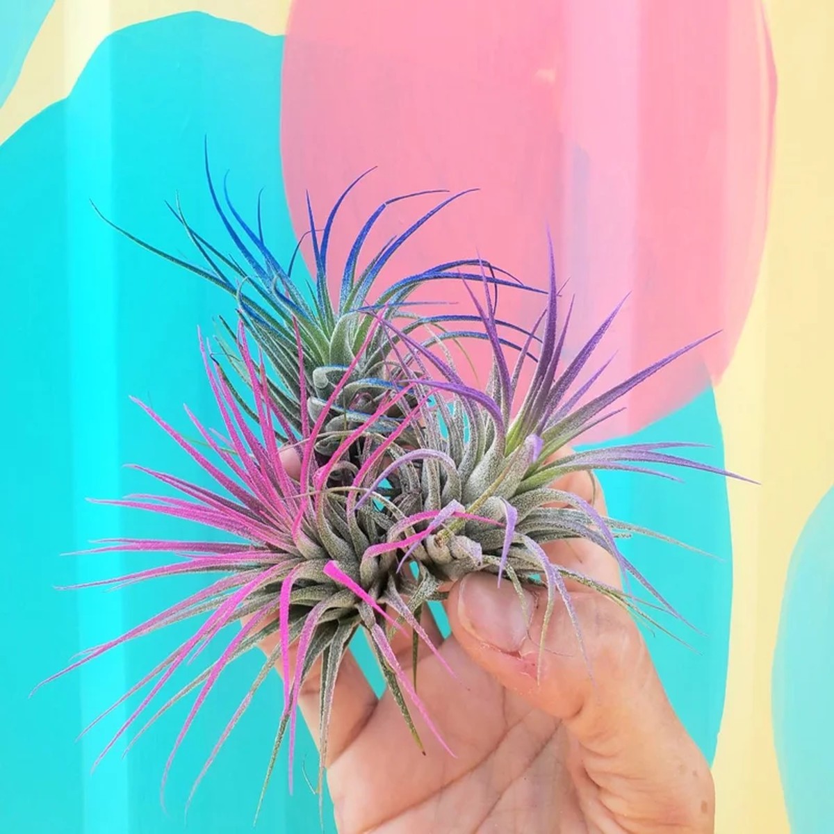 Tillandsia Iona Air Plant Set of 3 Live Plants - Indigo, Purple, Pink Indoor