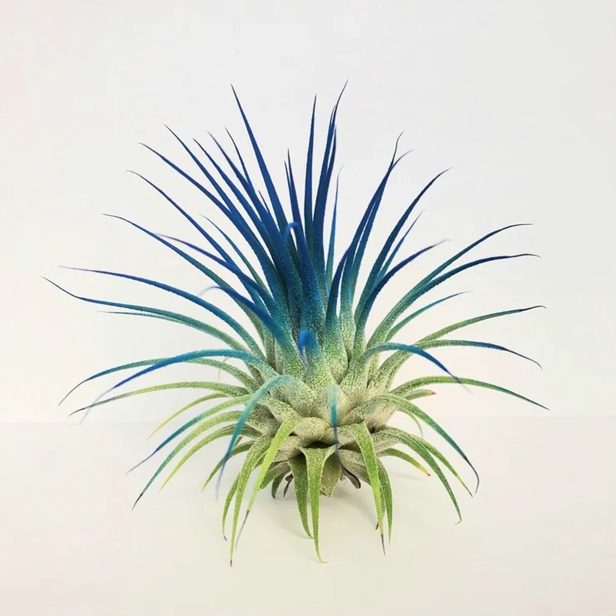 Tillandsia Iona Dark Blue Indigo Air Plant Live Plant - 2-3 inch, Indoor
