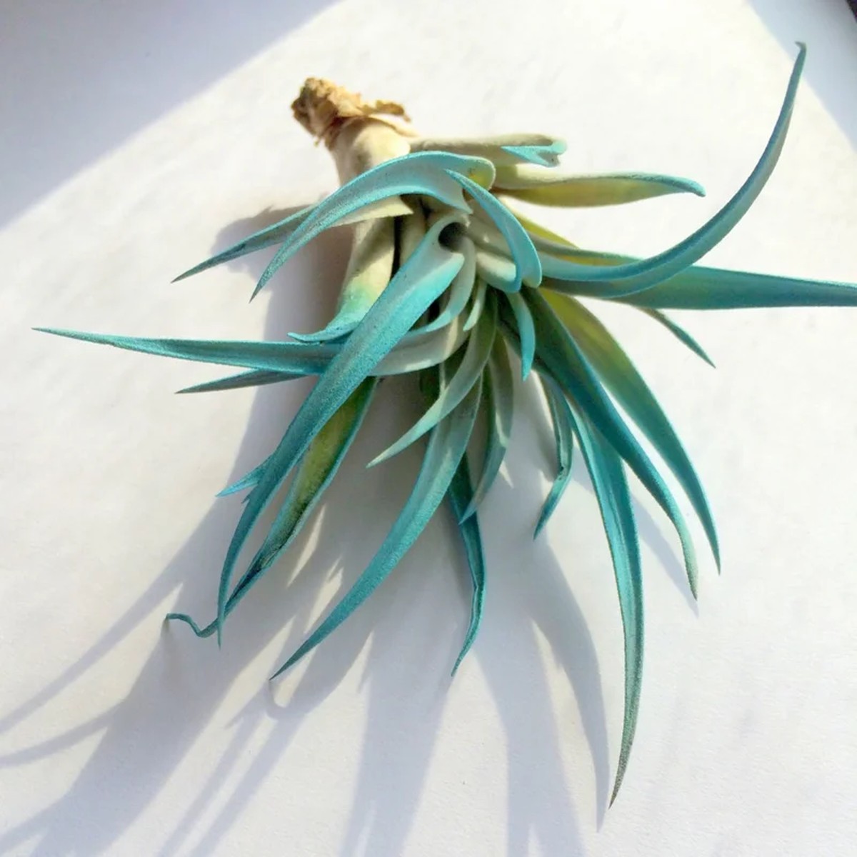 Turquoise Air Plant Tillandsia Live Plant - 4-6 inches - Indoor Decor