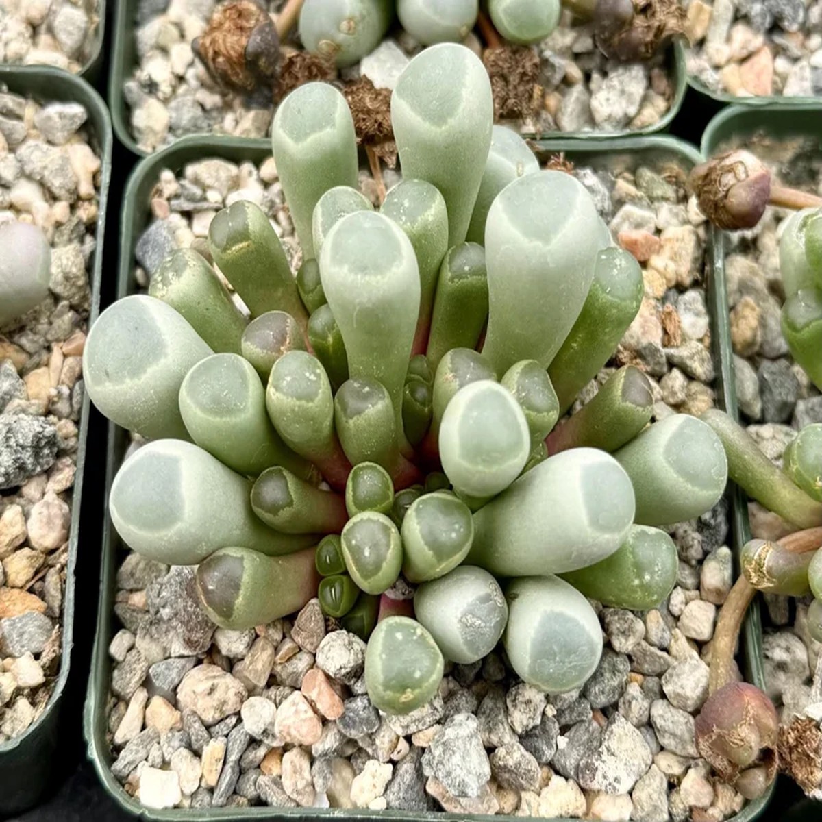 Baby Toe Succulent Live Plant Fenestraria Rhopalophylla 2 inch pot Indoor