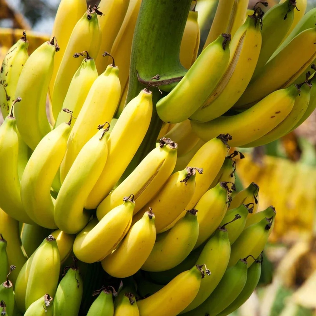 Dwarf Cavendish Banana Live Plant 1 Gallon Pot Indoor/Outdoor Fruit Tree