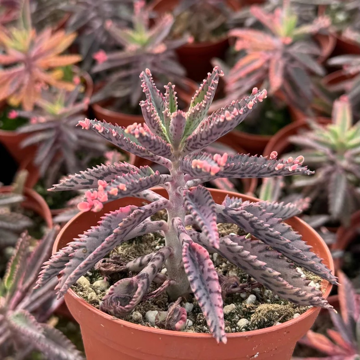 Kalanchoe Pink Butterfly Live Plant - Mother of Thousands Succulent in 2-4 Pot