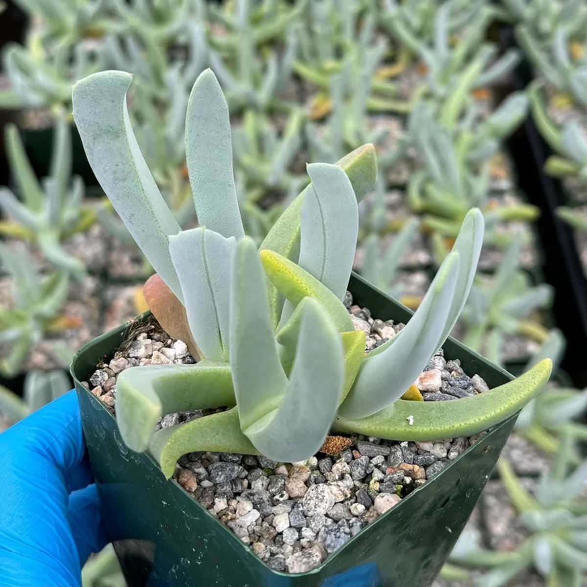 Lobster Claw Succulent Live Plant Cheiridopsis Candidissima in 4 inch pot