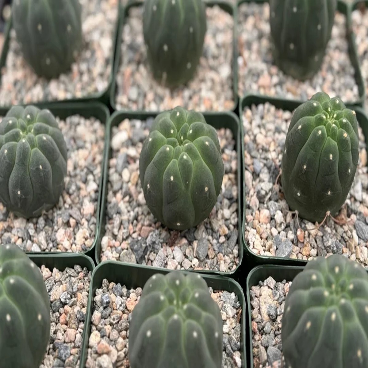 Matucana Madisoniorum Albiflora Rare Cactus Live Plant 4 inch Pot