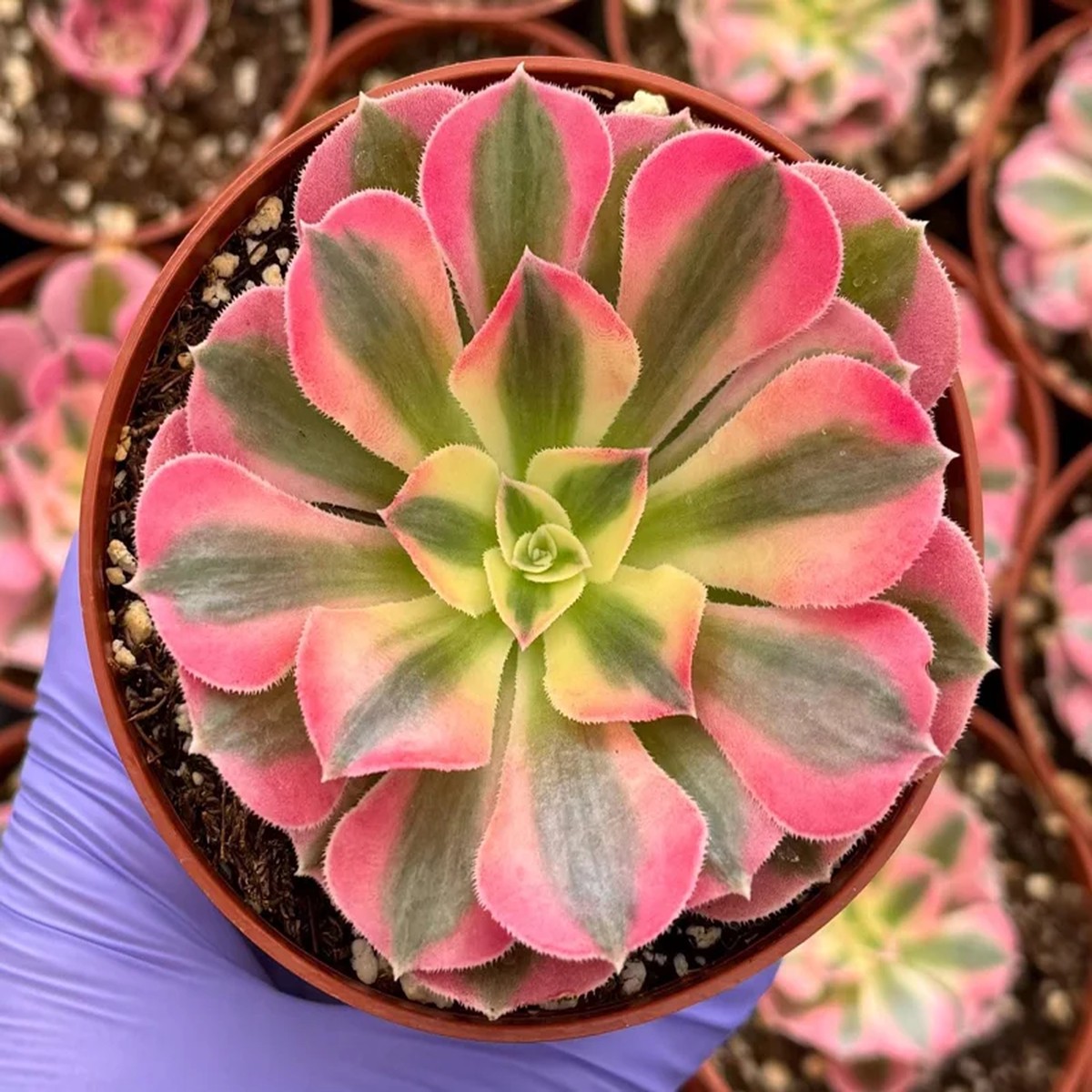 Pink Witch Aeonium Live Plant Rare Succulent 4 inch Pot Indoor/Outdoor
