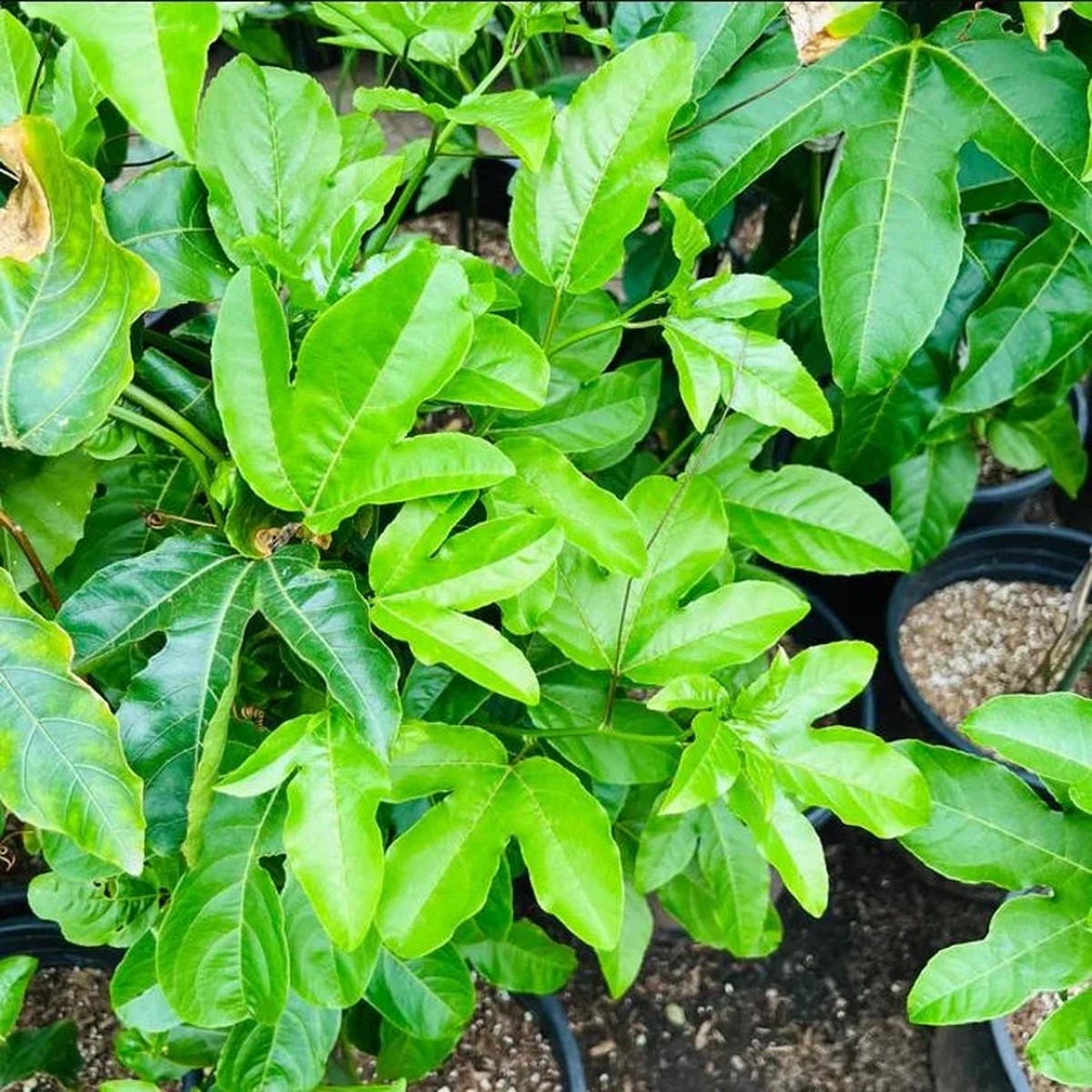 Purple Passion Fruit Live Plant 4 inch Pot Outdoor Vine