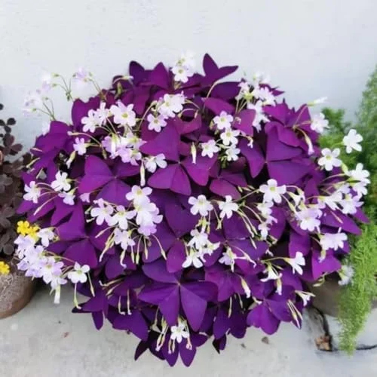 Purple Shamrock Plant Live - Oxalis Triangularis -2 Inch Lucky Houseplant