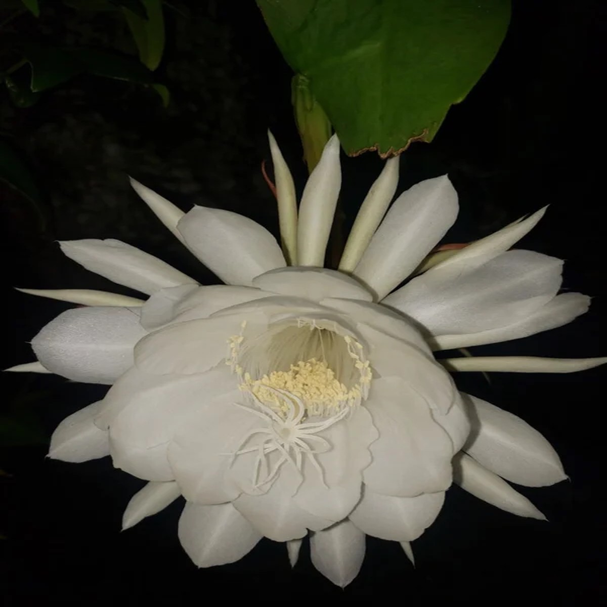 Queen of the Night Cactus Live Plant - Epiphyllum Oxypetalum - 4 inch Pot