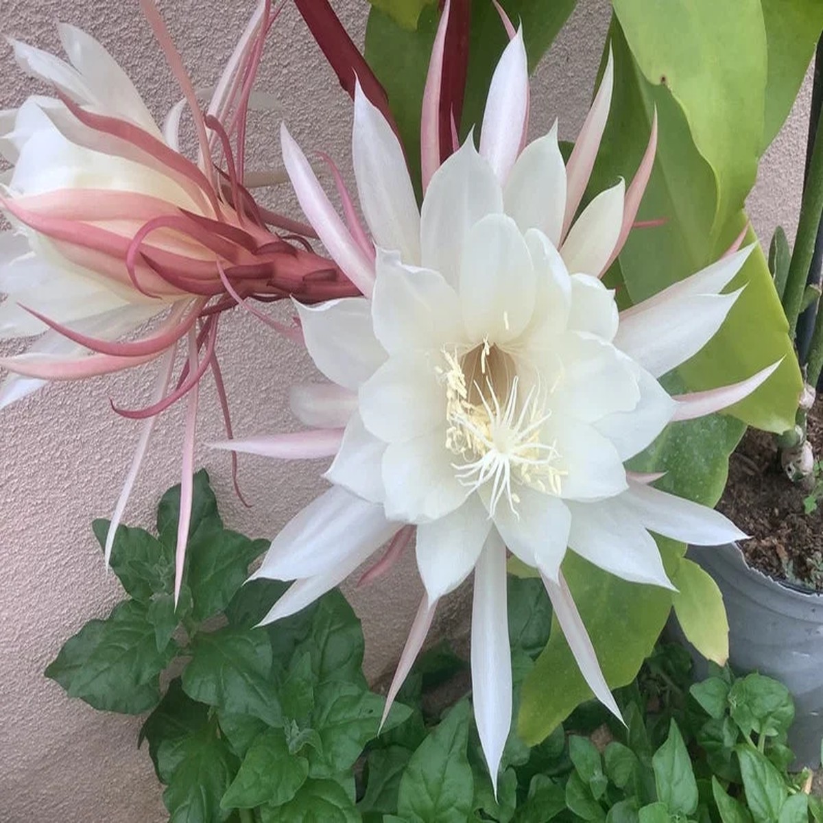Queen of the Night Epiphyllum Oxypetalum Live Plant 22-26 Inch Tall, 1 Gallon Pot
