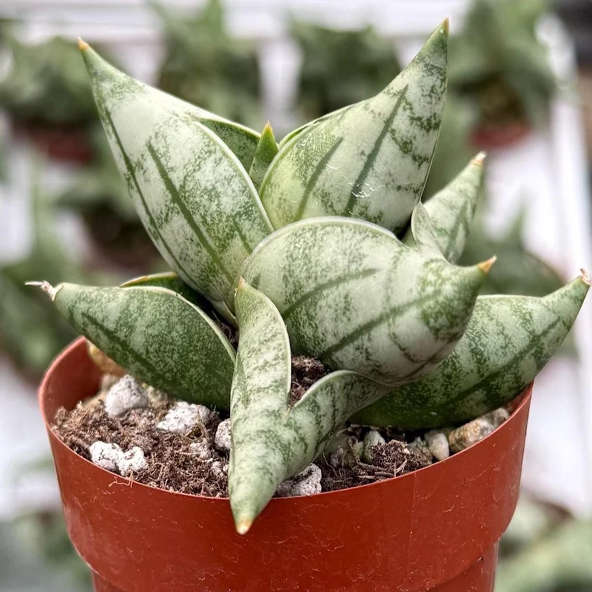 Sansevieria Bonji Live Plant Rare Snake Plant, 2.5 inch Pot, Indoor