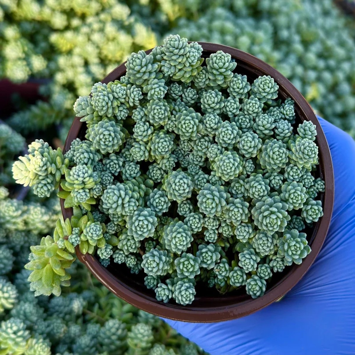 Sedum Dasyphyllum Major Live Succulent Plant Corsican Stonecrop 4 inch Pot