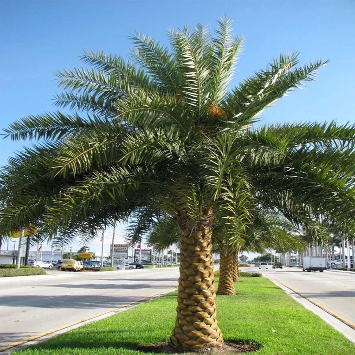 Silvester Date Palm Live Plant 8-10in Tall Half Gallon Pot Outdoor
