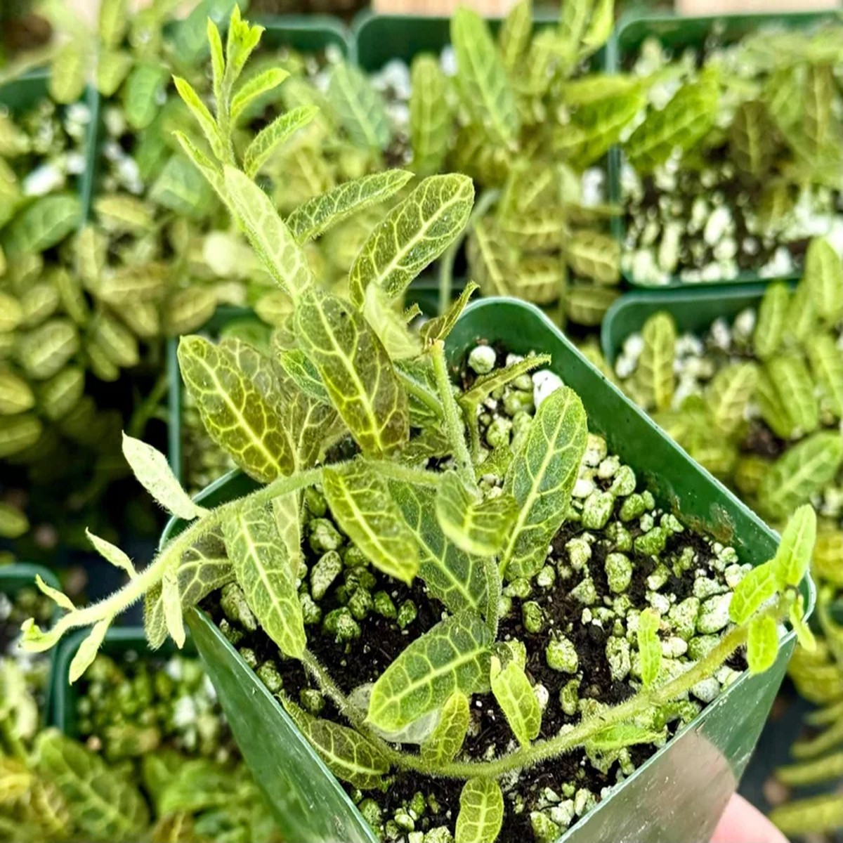 Solanum evolvulifolium Live Plant & Rare Tropical Vine in 4 inch Pot