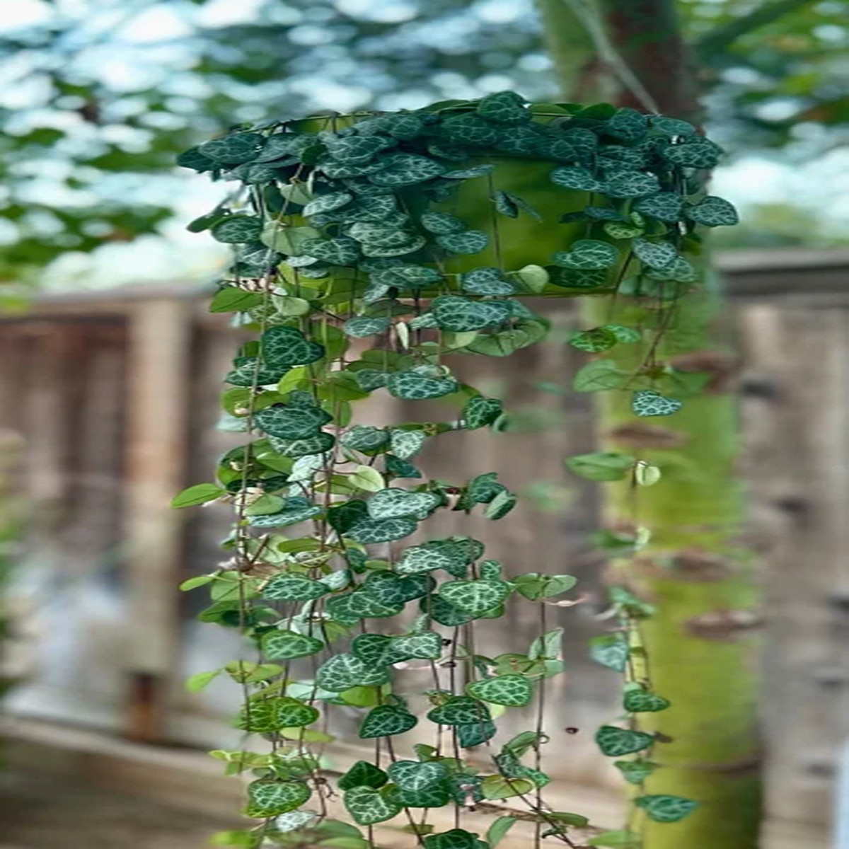 String of Hearts Live Plant Ceropegia Woodii Trailing Succulent 4-6 inch Pot Indoor Hanging Plant