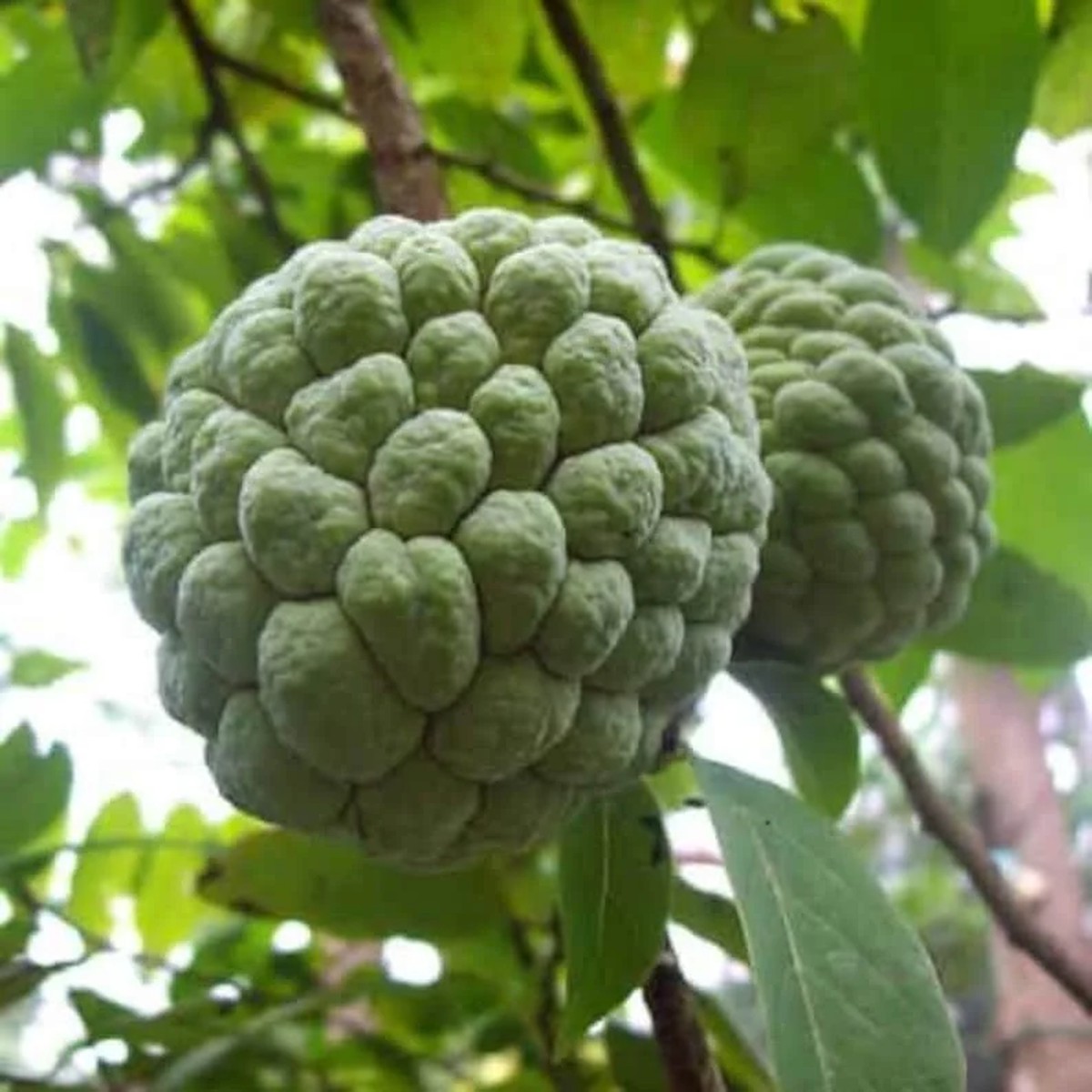 Sugar Apple Live Plant Annona squamosa 1 Gallon Pot 16-20in Tall