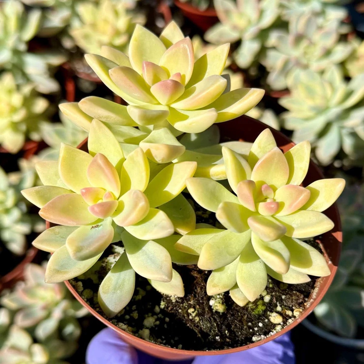 Variegated Ghost Plant Live Succulent Pink & Green Foliage 4 inch Pot