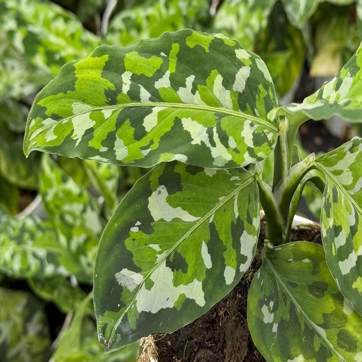 Aglaonema Pictum Tricolor Live Plant - Rare Camouflage Houseplant in 4 inch Pot