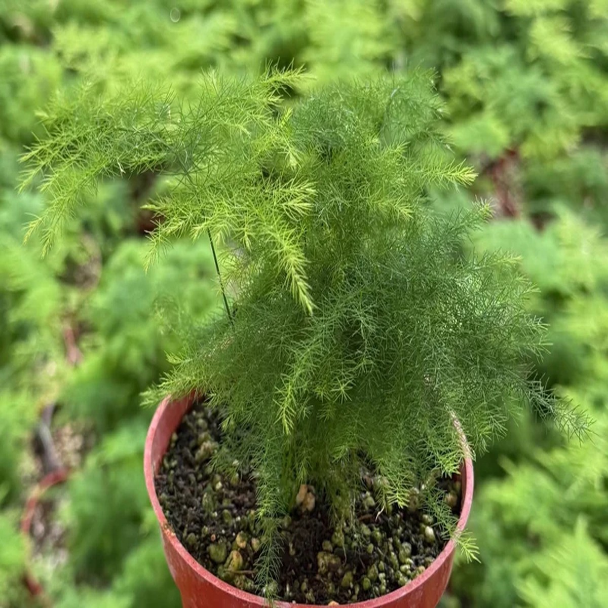 Asparagus Fern Live Plant Delicate Foliage 4 inch Pot Indoor Houseplant