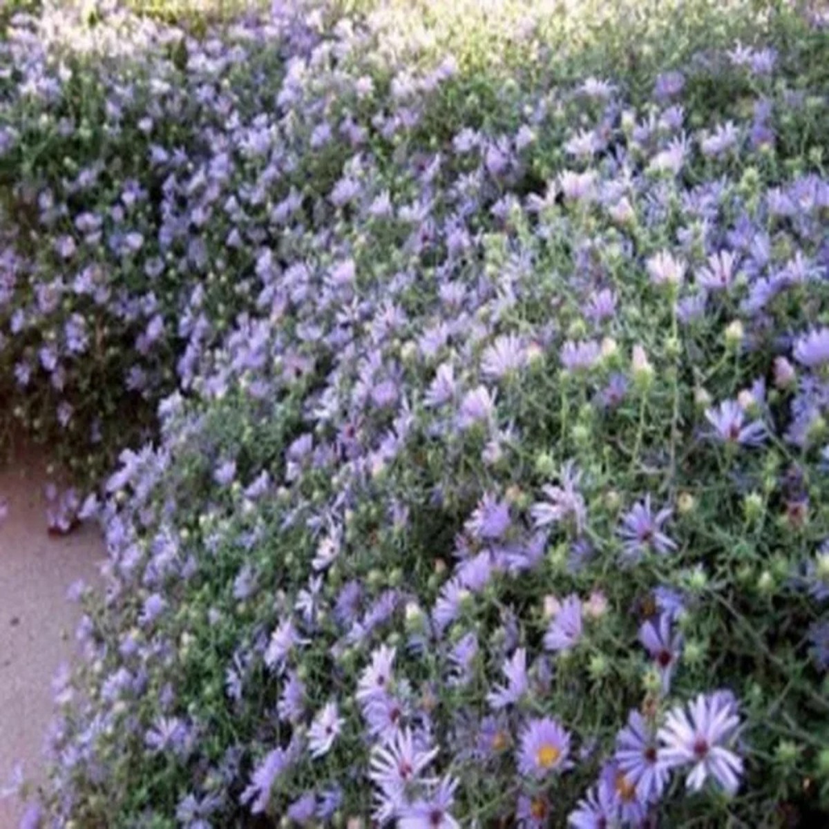 Aster October Skies Live Plant - Aromatic Aster Perennial - Sky-Blue Flowers, 4-6 Inch Starter