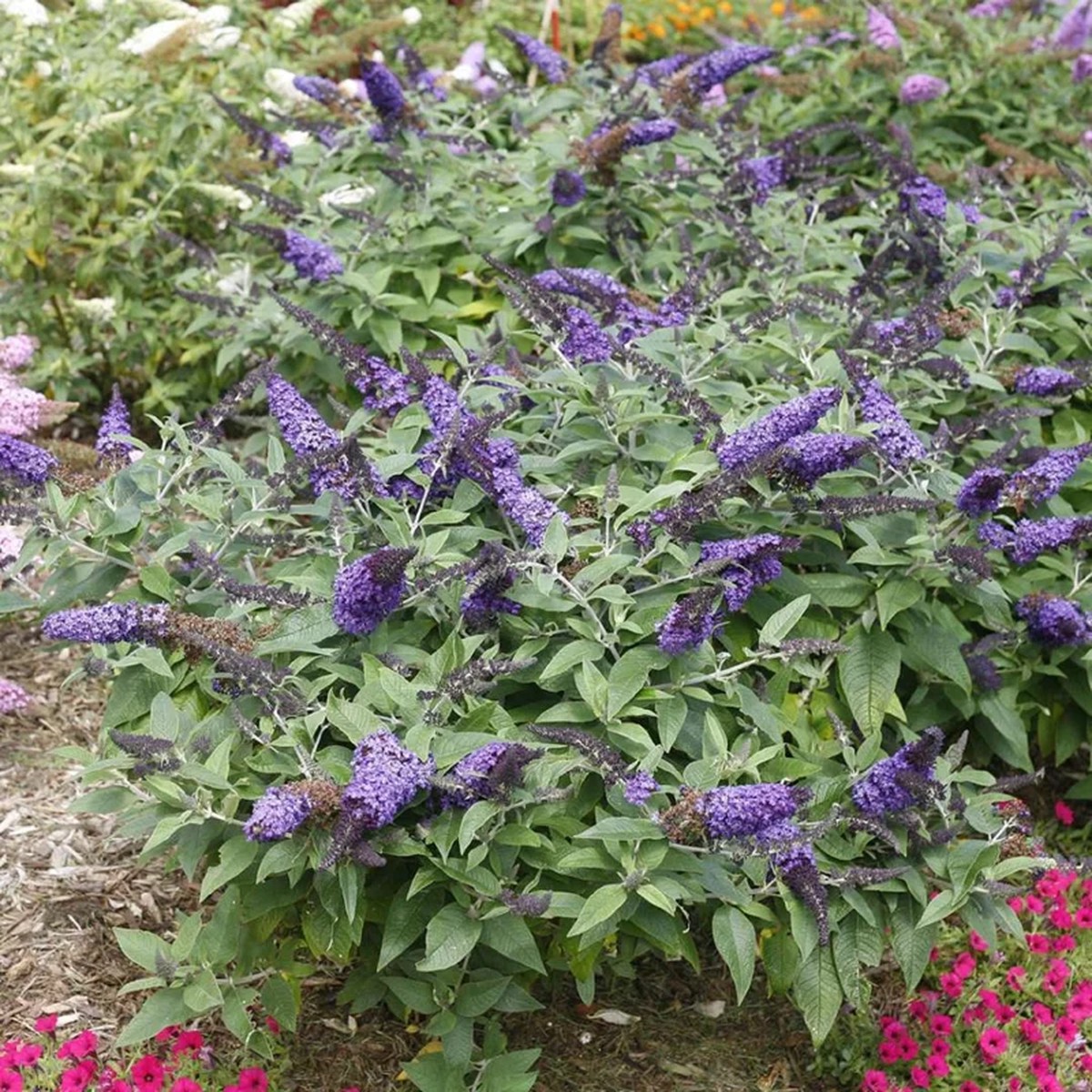 Buddleia Pugster Blue' Butterfly Bush Live Plant 5-7 Inch, 34 Inch Pot, Outdoor