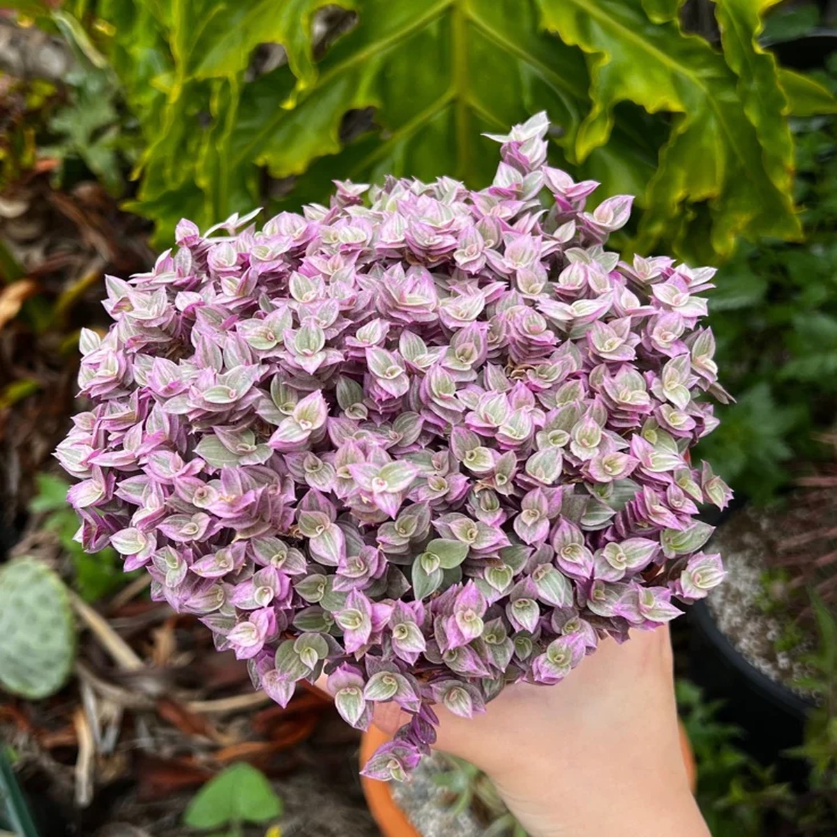 Callisia Repens Pink Lady Live Plant - Easy Care Houseplant in 2 4 6 Pot