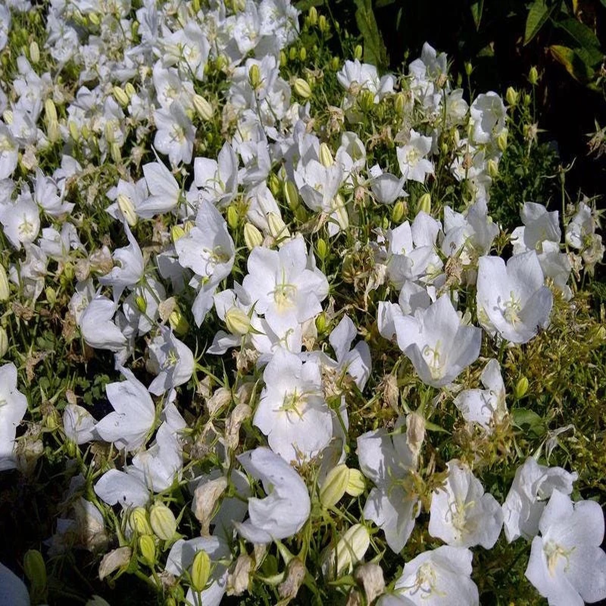 Campanula Carpatica White Clips' Live Plant - White Bellflower Perennial - 2.5 inch Pot