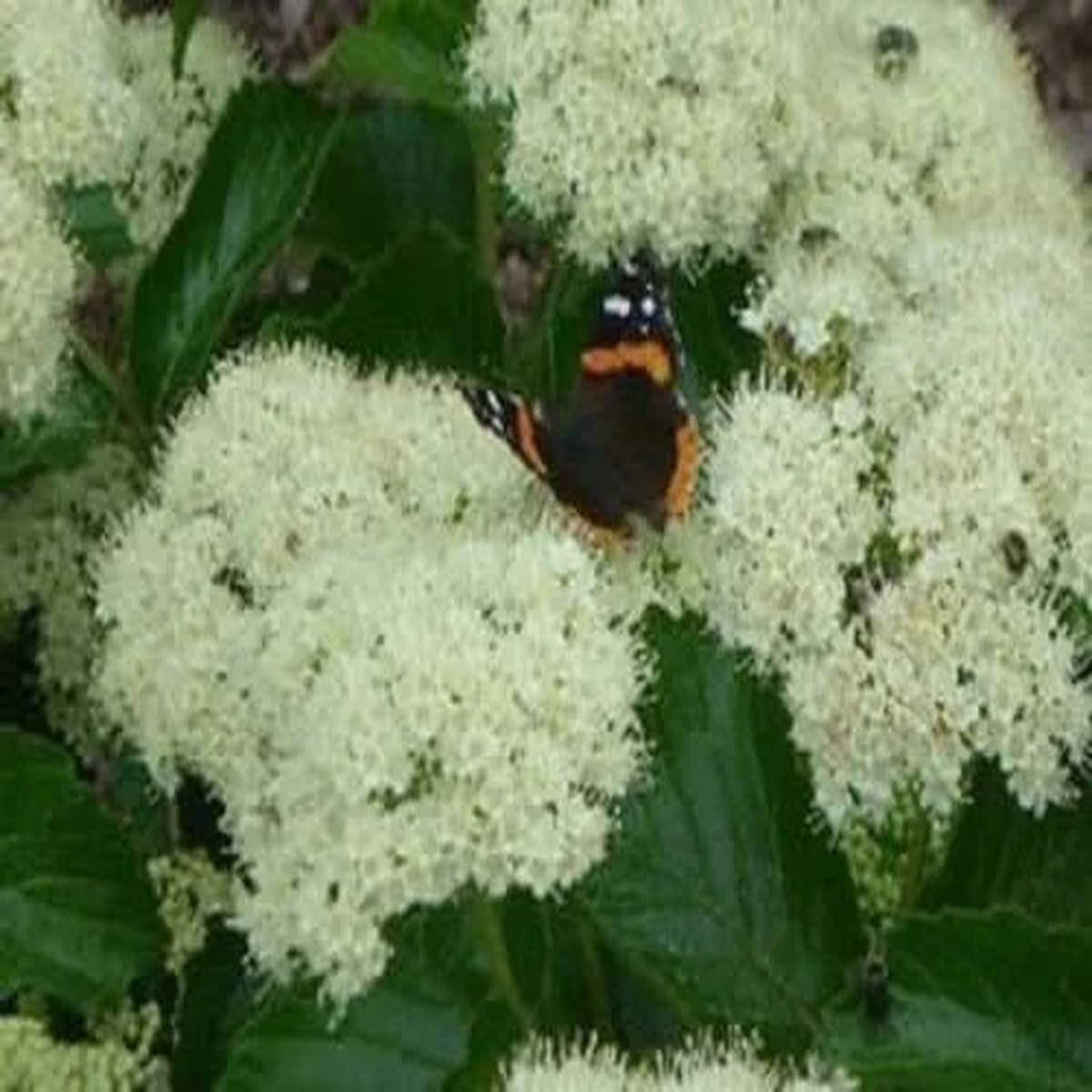 Chicago Lustre Viburnum Live Plant - Deciduous Shrub, 5-7 Inch Starter, Attracts Birds