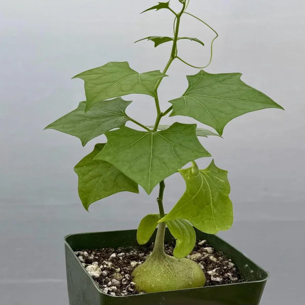 Gerrardanthus Macrorhizus Live Plant | Caudex Succulent in 4 inch Pot | The Bigfoot