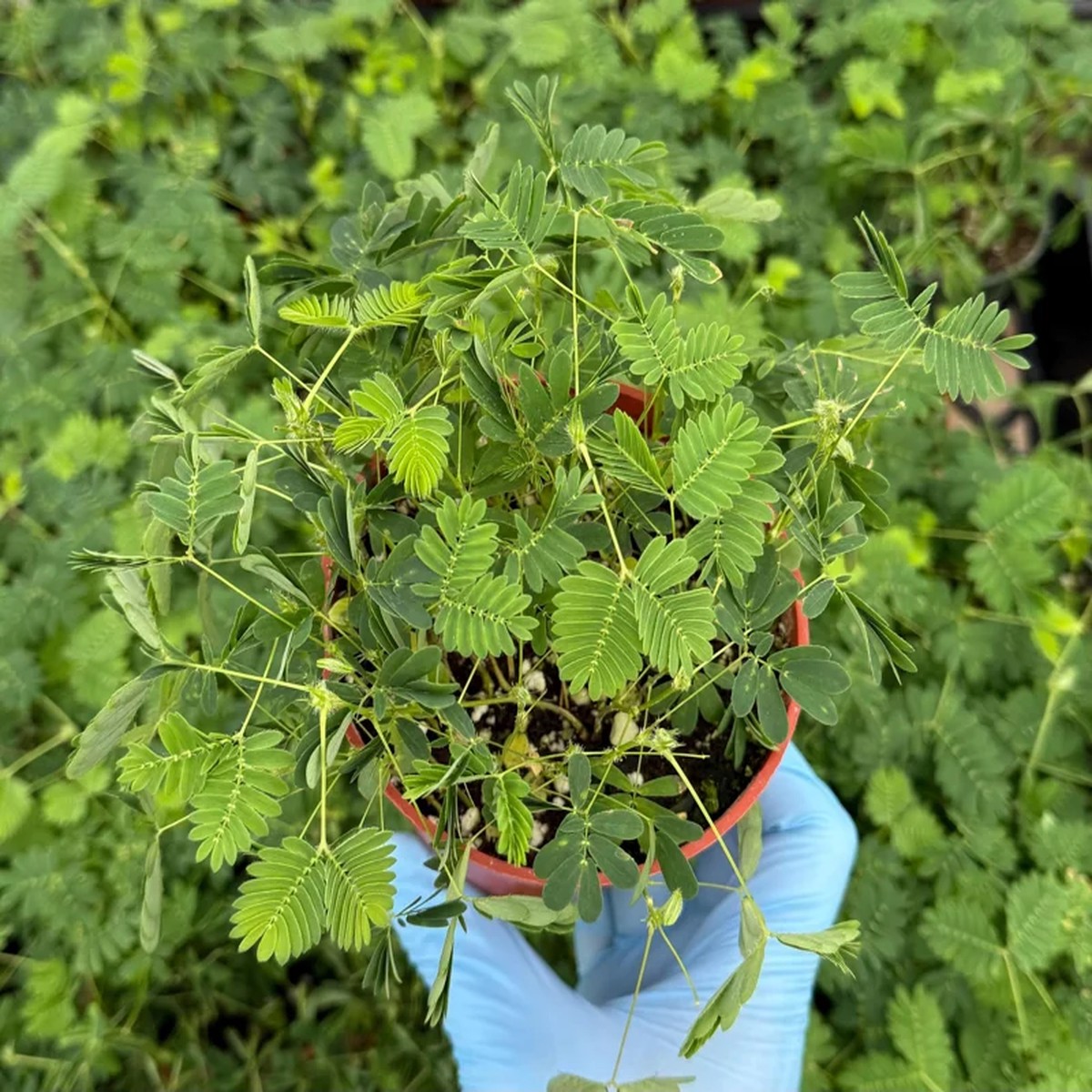 Mimosa Pudica Live Plant Sensitive Touch-Me-Not Tropical Plant in 4 inch Pot