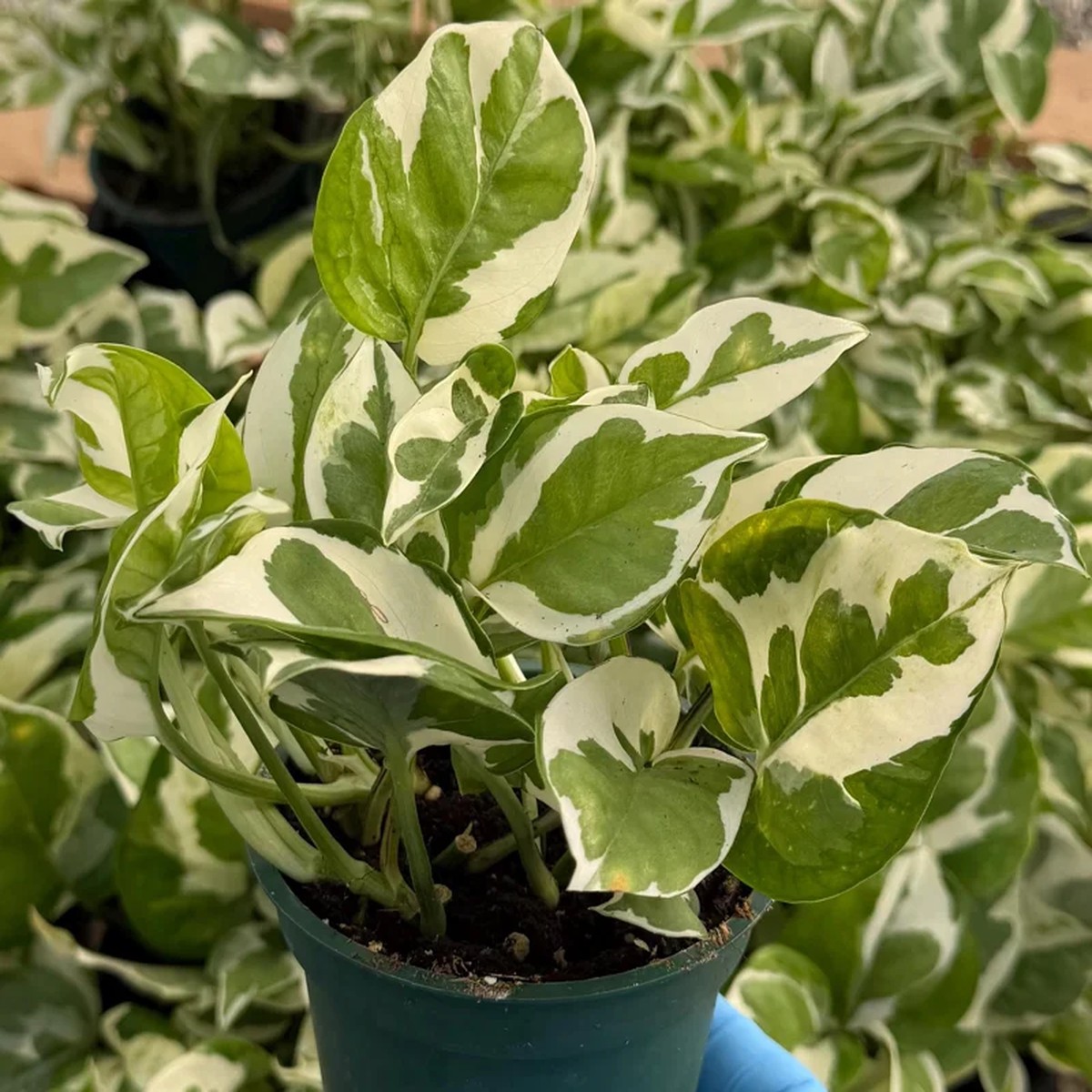 N'Joy Pothos Live Plant Variegated Epipremnum Aureum Houseplant in 4 inch Pot