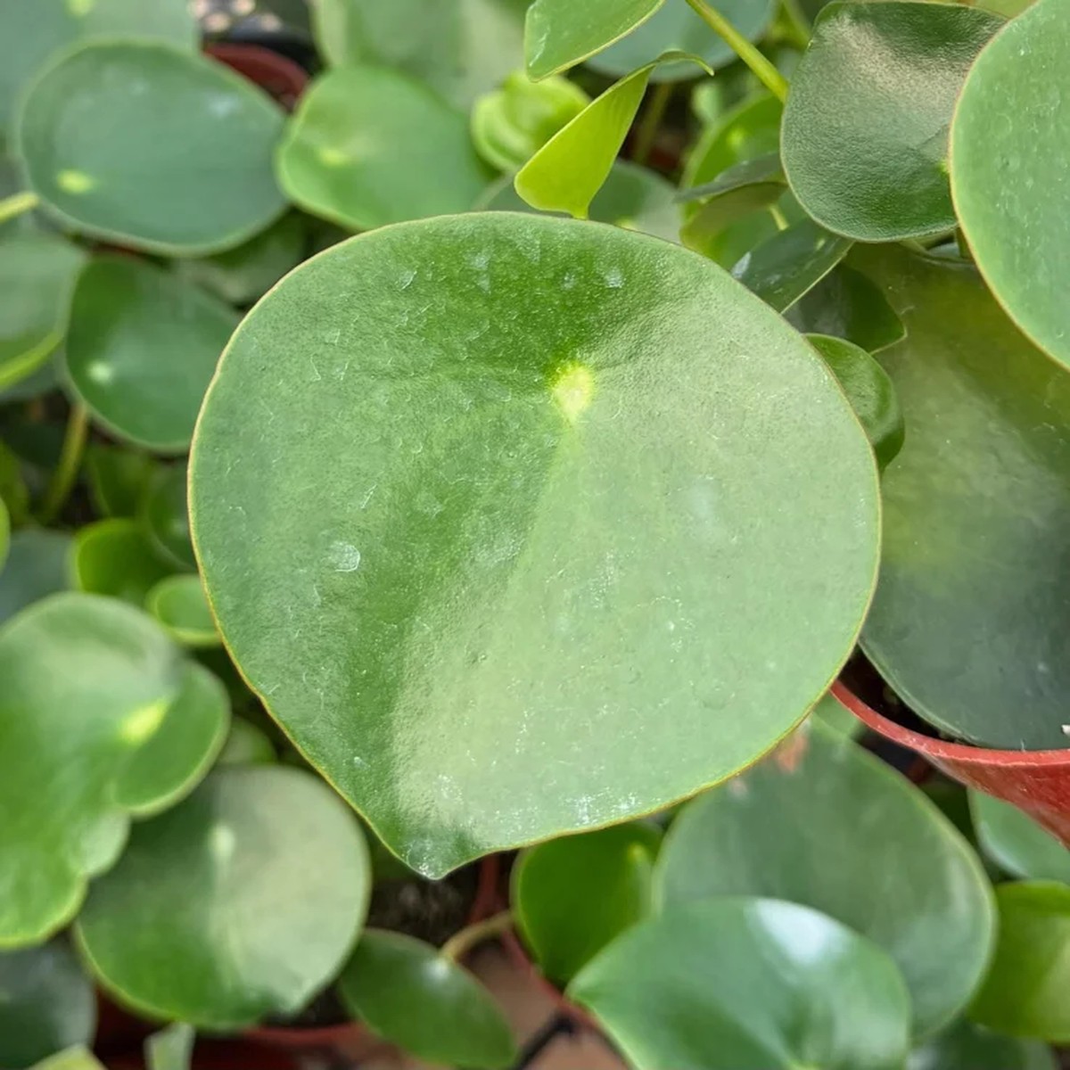 Raindrop Peperomia Live Plant - Peperomia Polybotrya Houseplant in 4 inch Pot