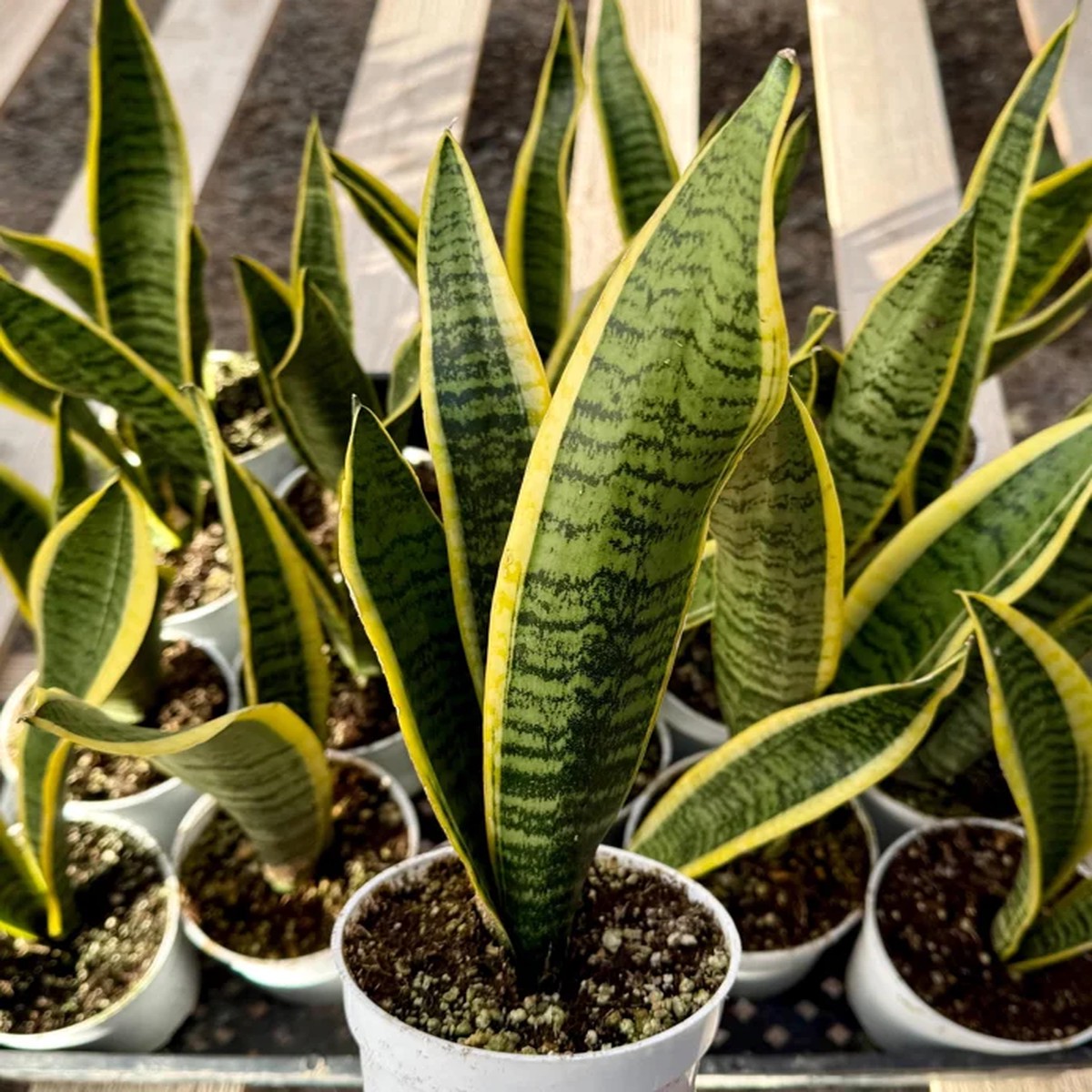 Sansevieria Laurentii Snake Plant Live Houseplant in 4 inch Pot