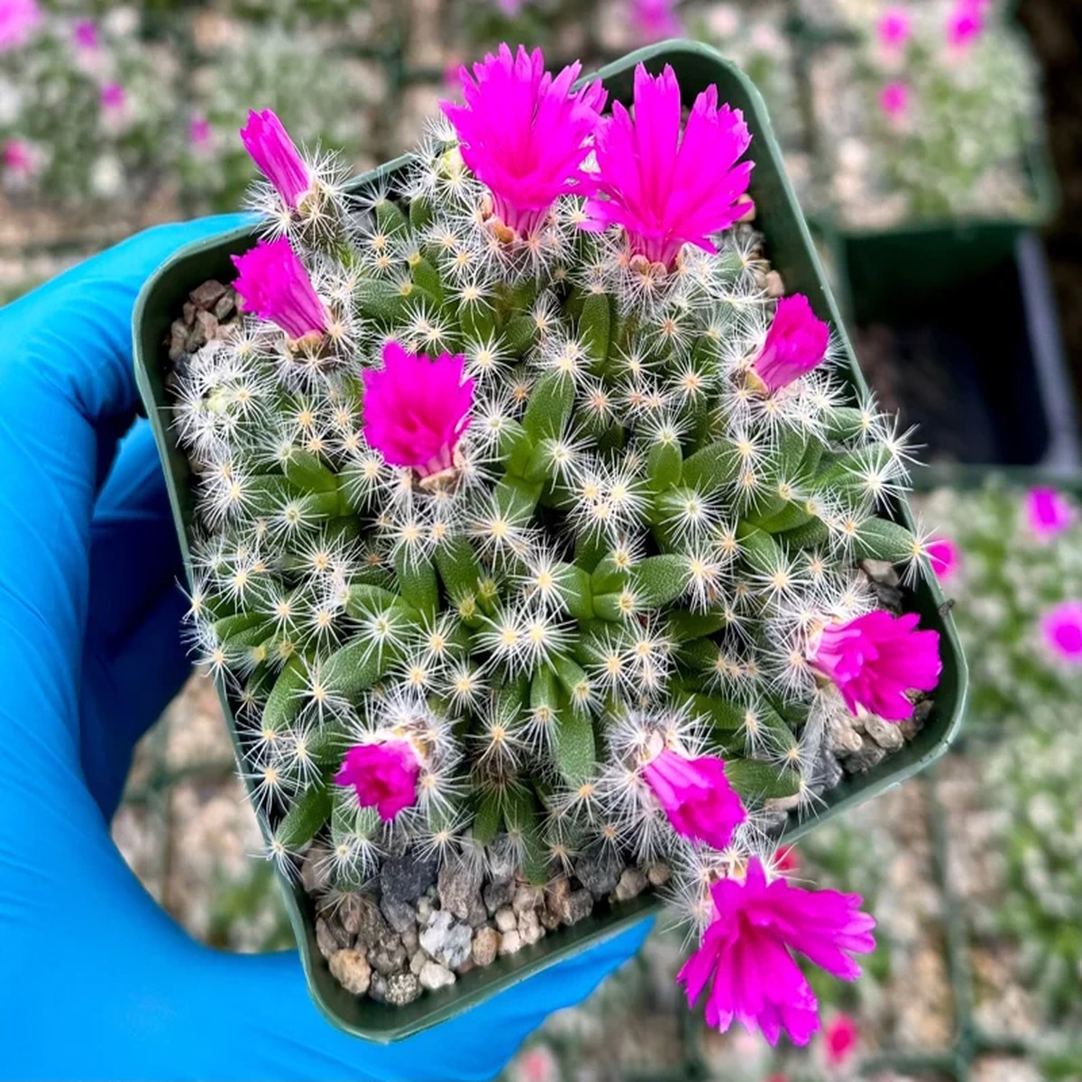 Trichodiadema Densum Succulent Live Plant Flowering Plant in 4 Pot