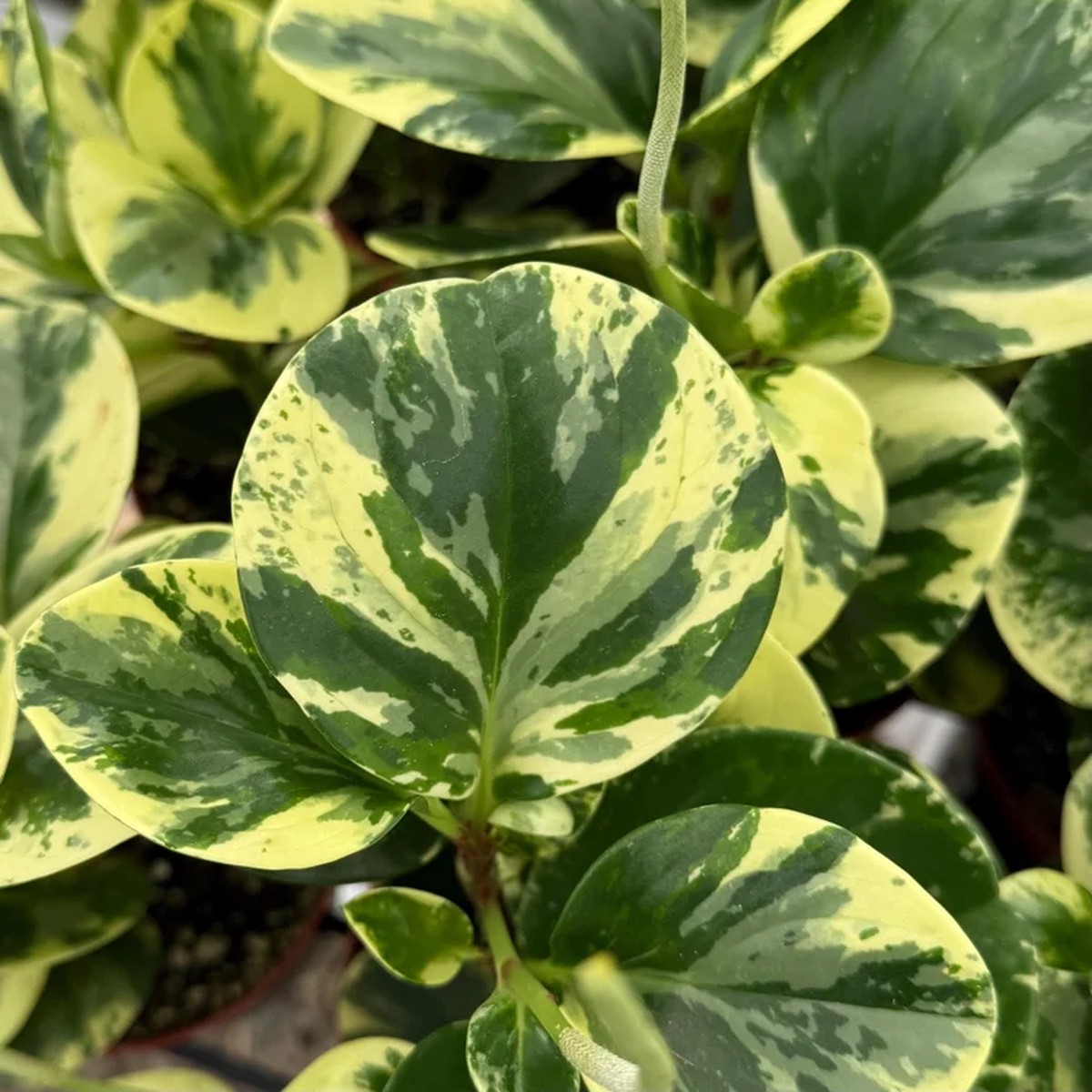 Variegated Peperomia Obtusifolia Live Plant 4 inch Pot Rooted Houseplant