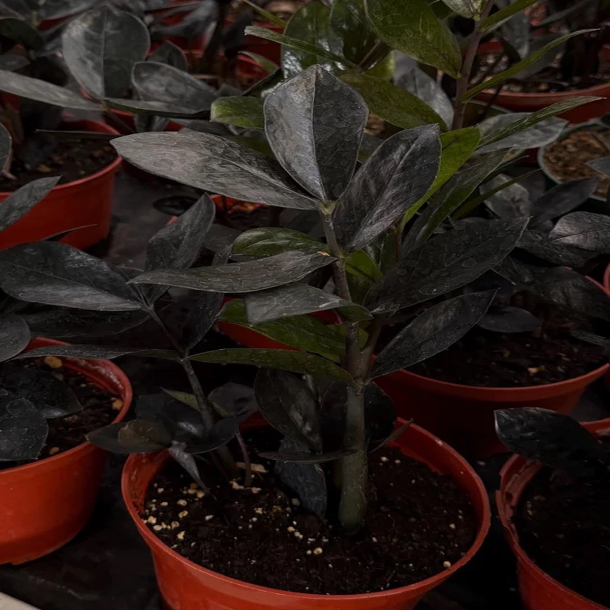 ZZ Plant Black Raven Live Plant - Zamioculcas Zamiifolia - 4 inch & 6 inch Pot - Indoor Houseplant