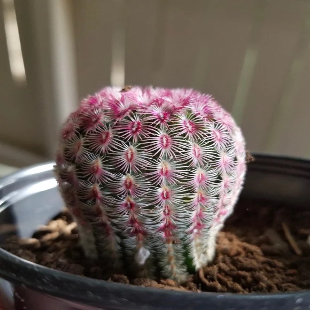 Arizona Rainbow Cactus Live Plant - Echinocereus rigidissimus - Colorful Pink Cactus - 3, 4, 6 inch pot