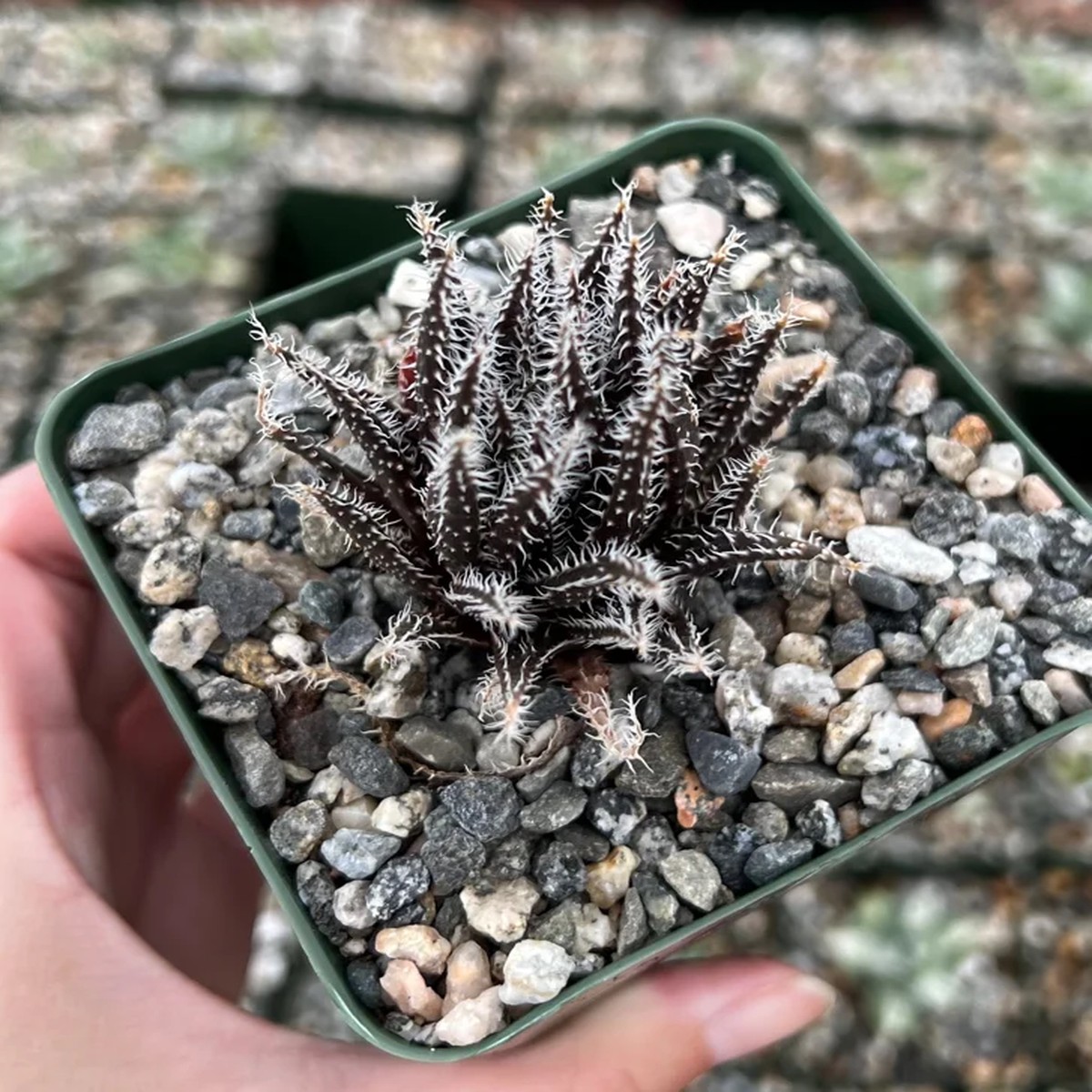 Black Haworthia Aloe Haworthioides Rare Succulent Live Plant - 3.5 Inch Pot